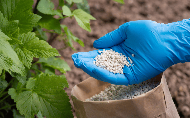 Como a Ureia Atua como Fertilizante: Benefícios e Aplicação Correta na Agricultura