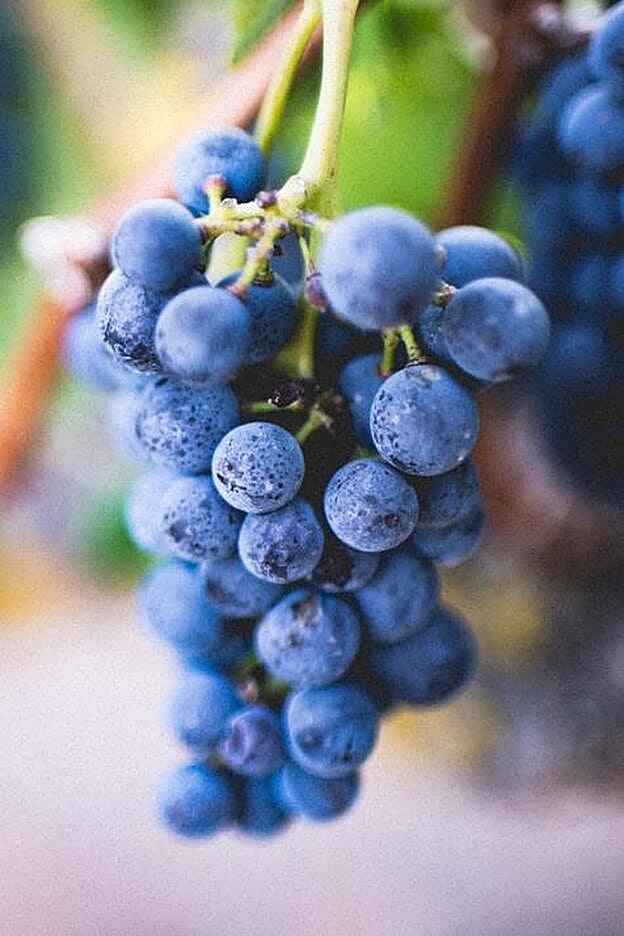 uva engorda ou emagrece