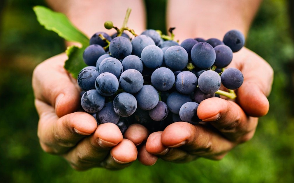 benefícios da uva para emagrecimento