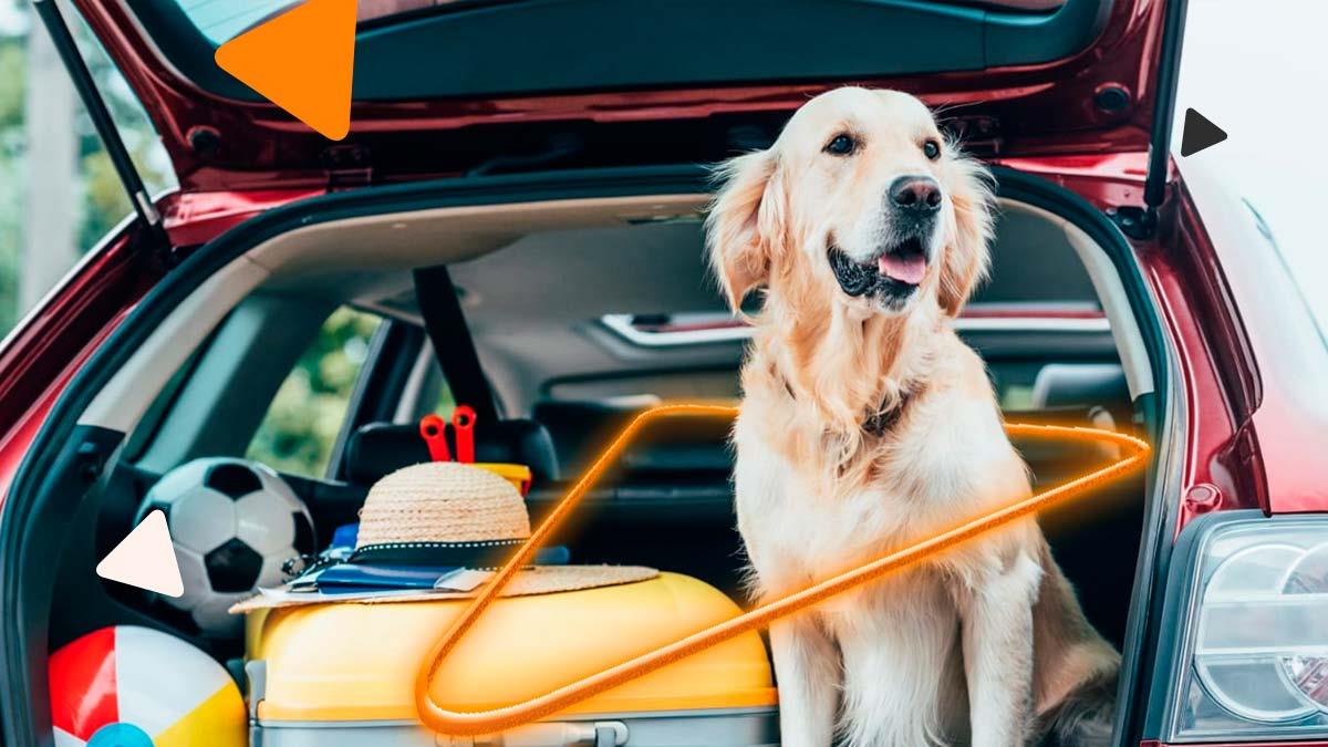 Guia Completo: Como Escolher a Melhor Caixa de Transporte para seu Cachorro