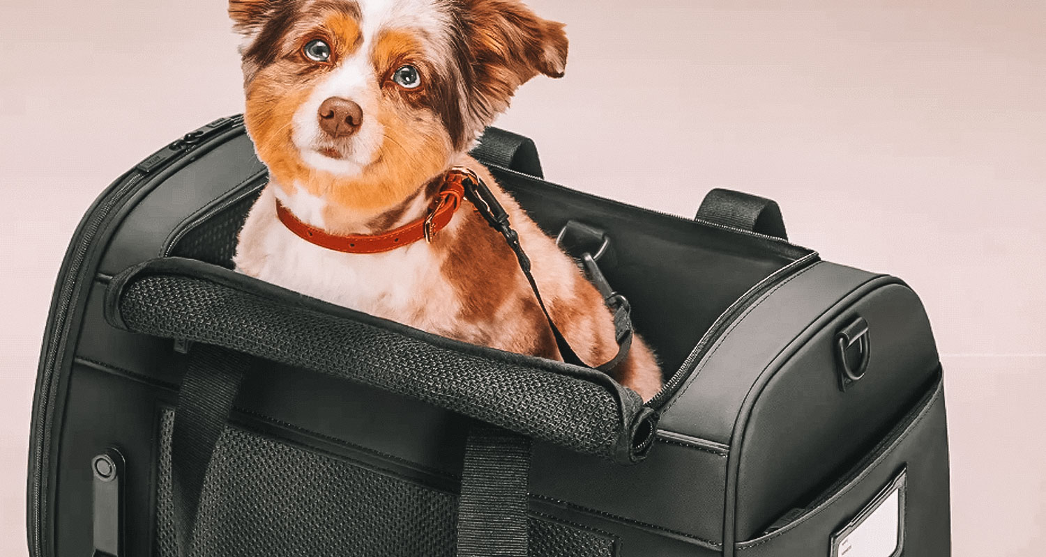 Destinos Pet Friendly no Brasil: Onde Levar seu Amigo de Quatro Patas