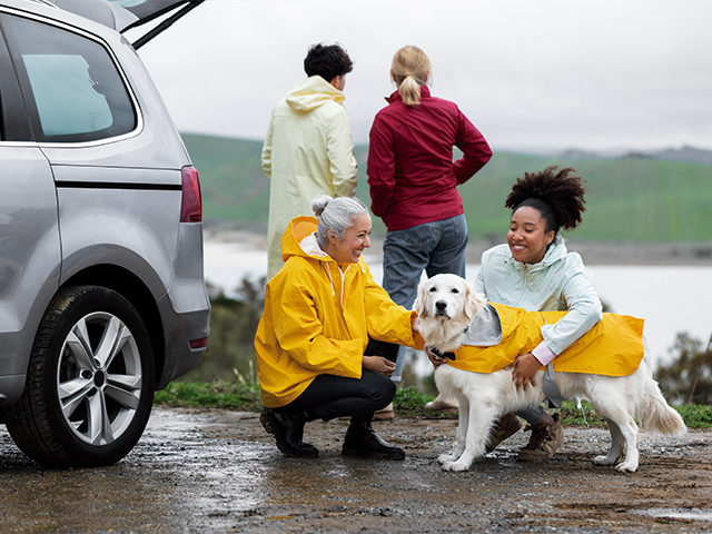 Guia Completo: Como Escolher a Melhor Caixa de Transporte para seu Cachorro