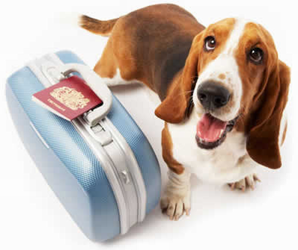 Documentos para Viagem Internacional com Pet: Um Checklist Detalhado