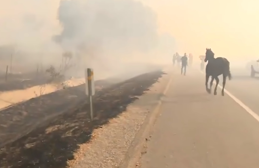 onde assistir cavalo de fogo online