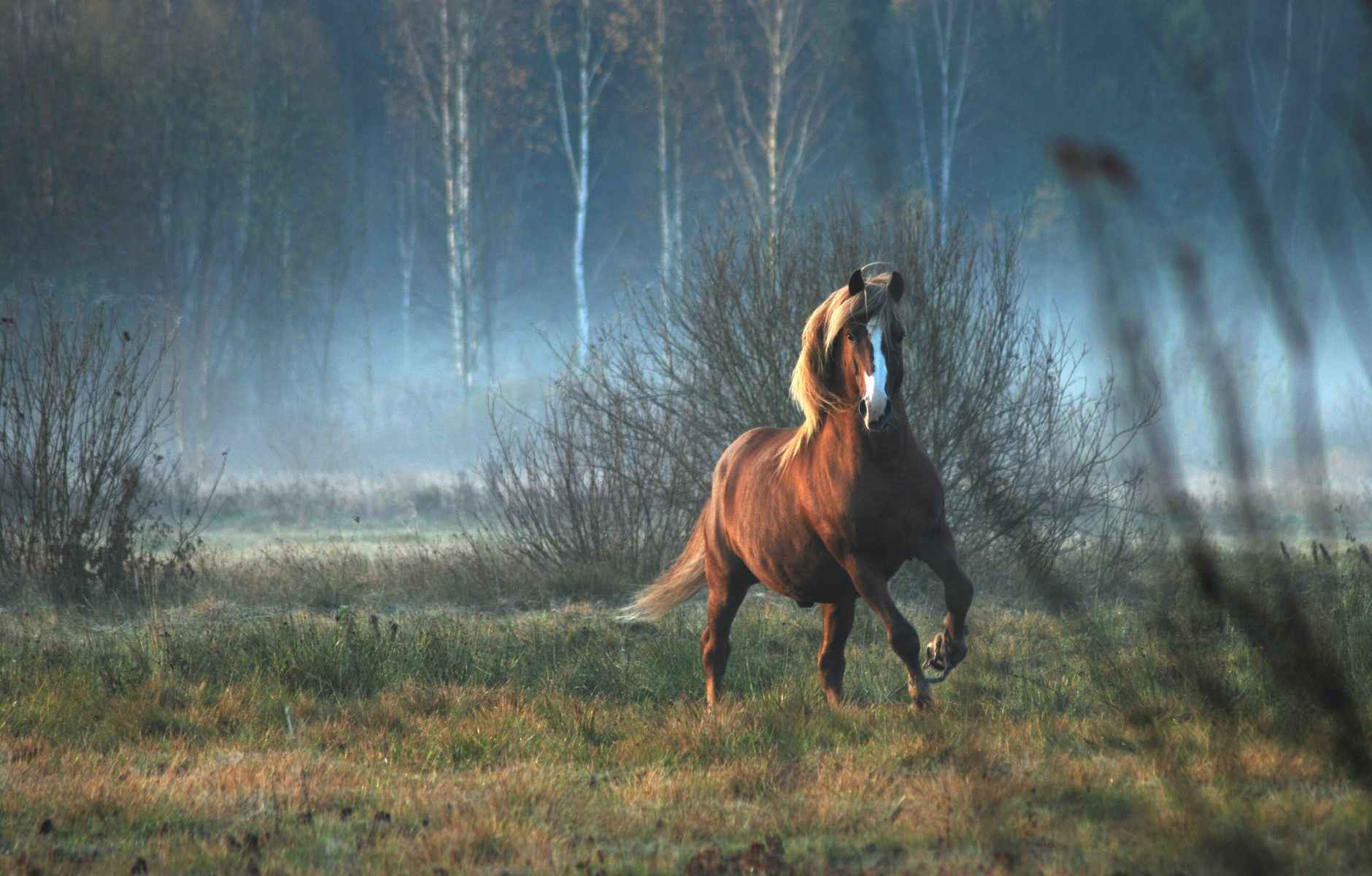download cavalo de fogo série