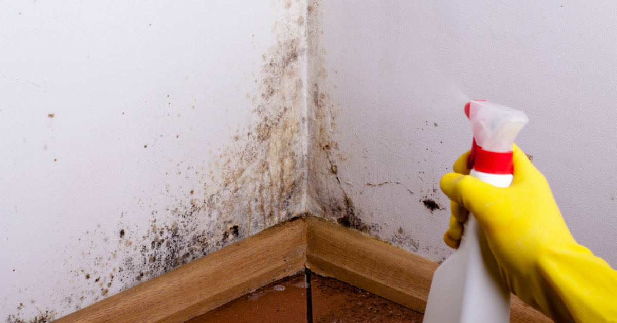 erros comuns ao tirar mofo da parede
