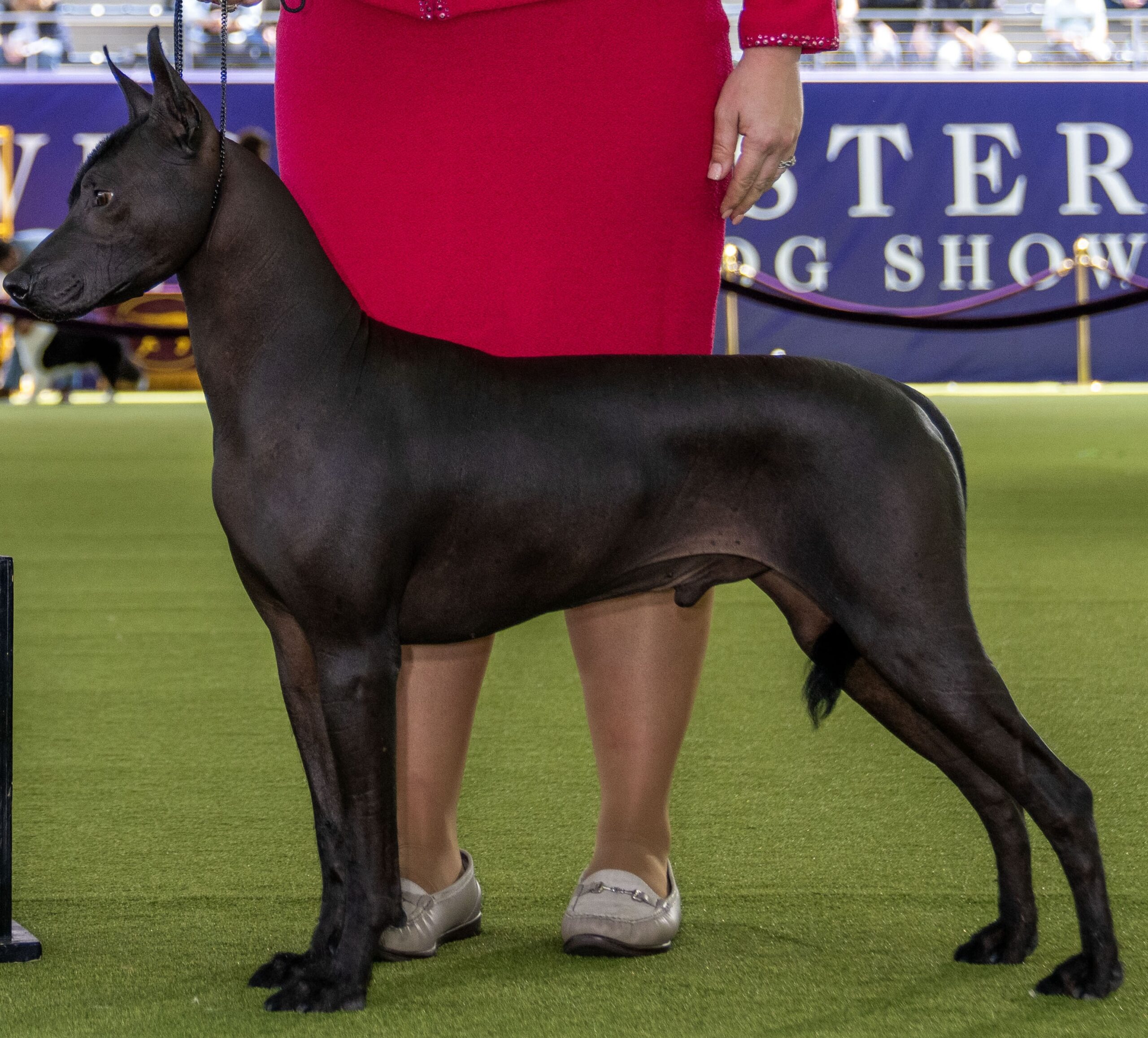 A história milenar do Xoloitzcuintli: O cão sagrado dos astecas