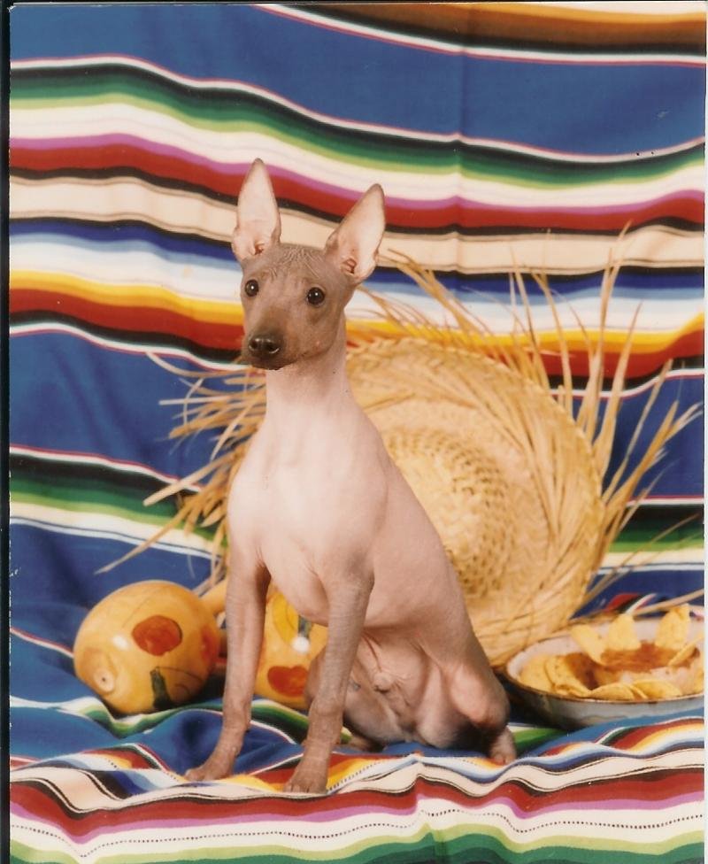 xoloitzcuintli