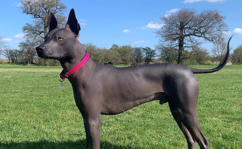 A história milenar do Xoloitzcuintli: O cão sagrado dos astecas