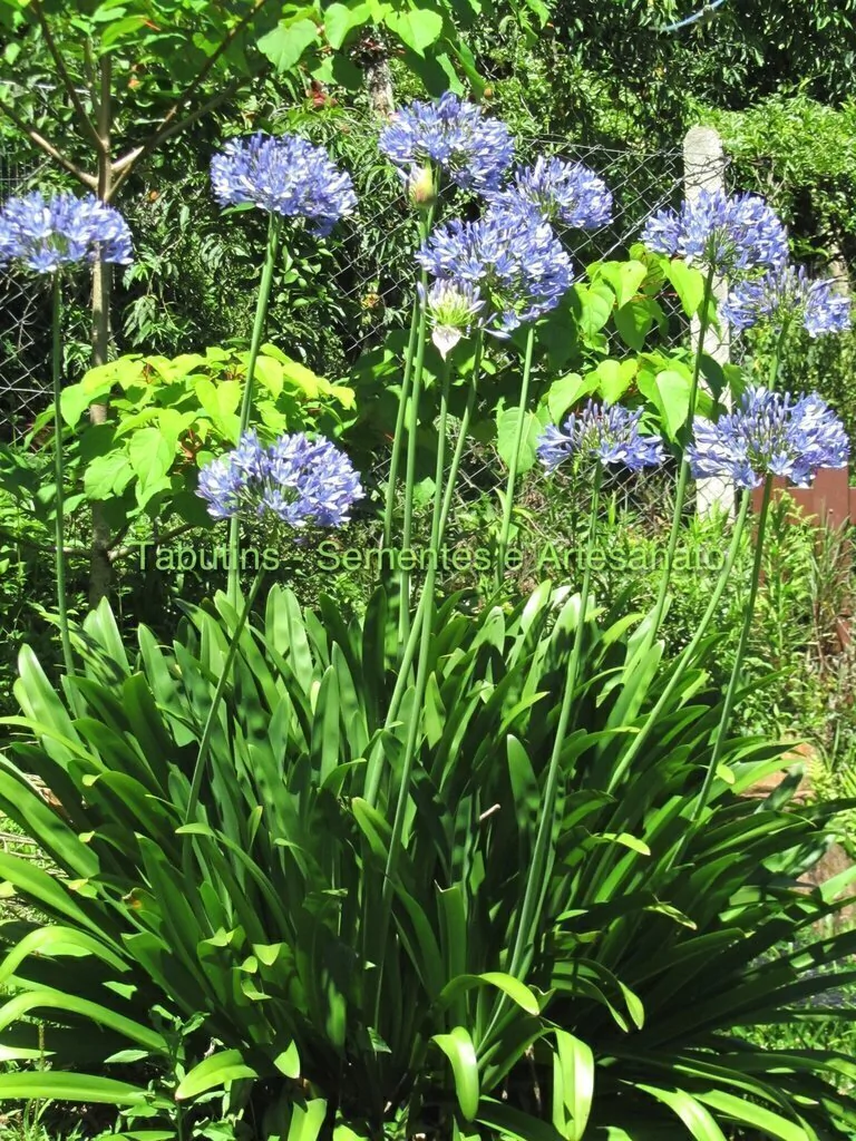 african lily
