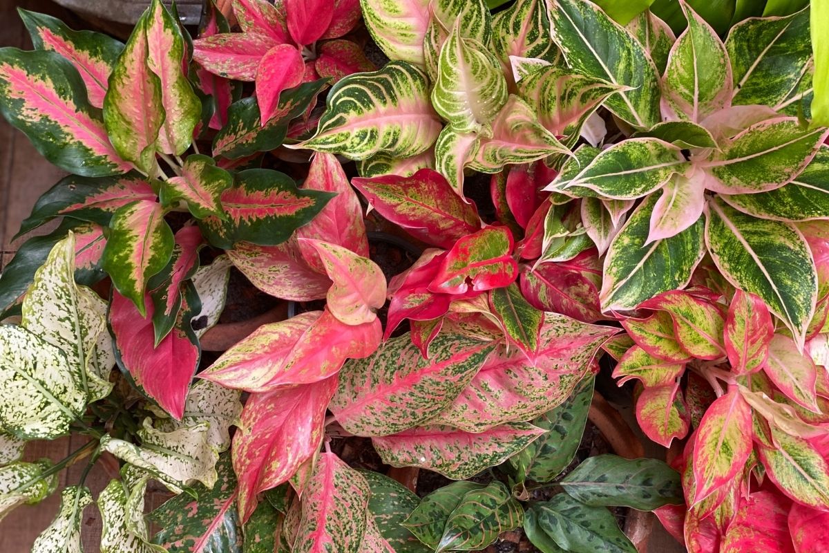 cultivo de plantas de interior