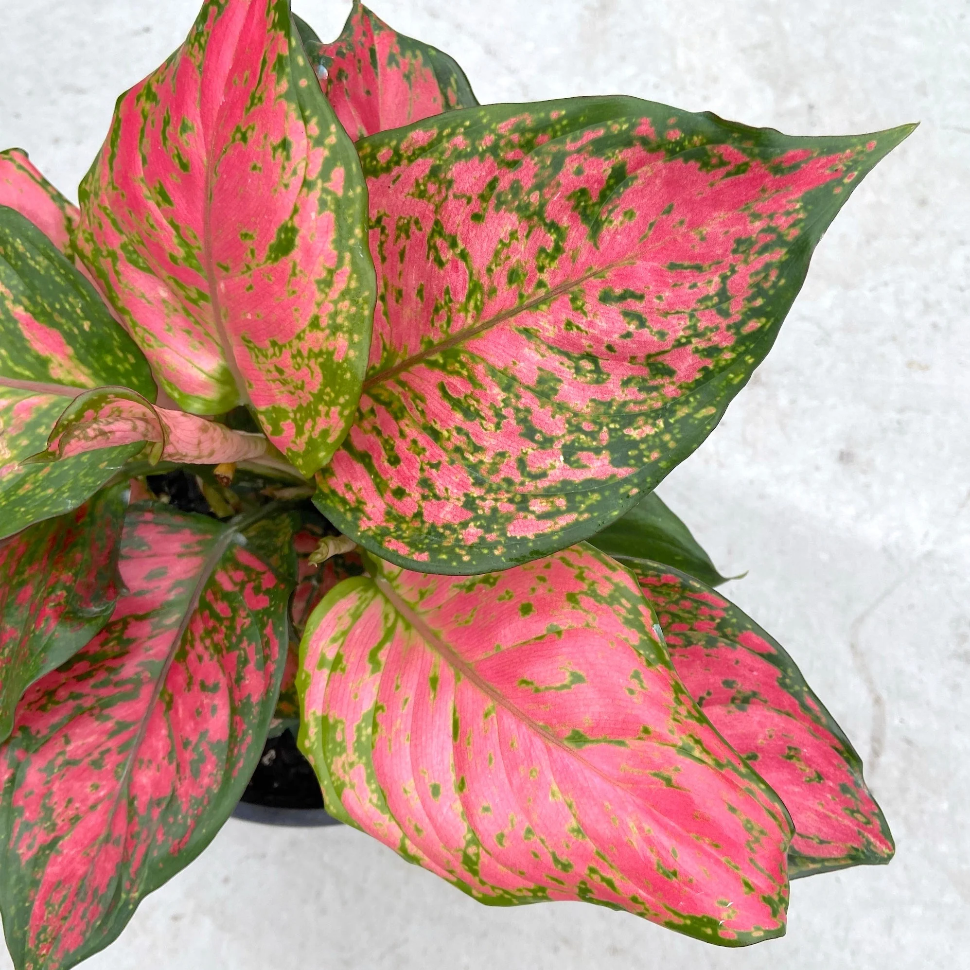 Aglaonema rosa cuidados