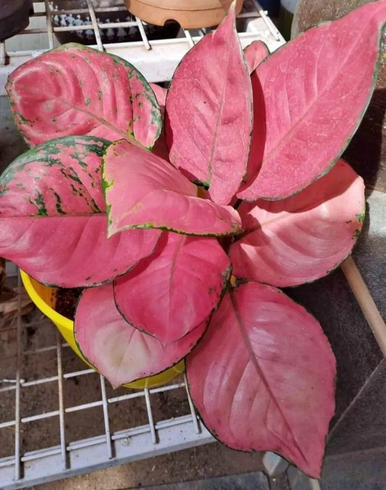 Aglaonema rosa preço