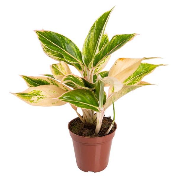 Aglaonema rosa como cuidar
