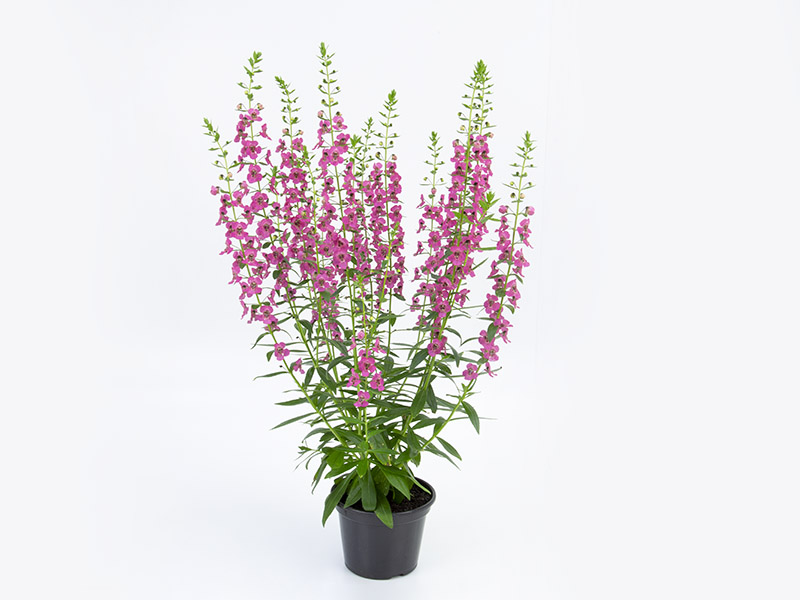 snapdragon de verão