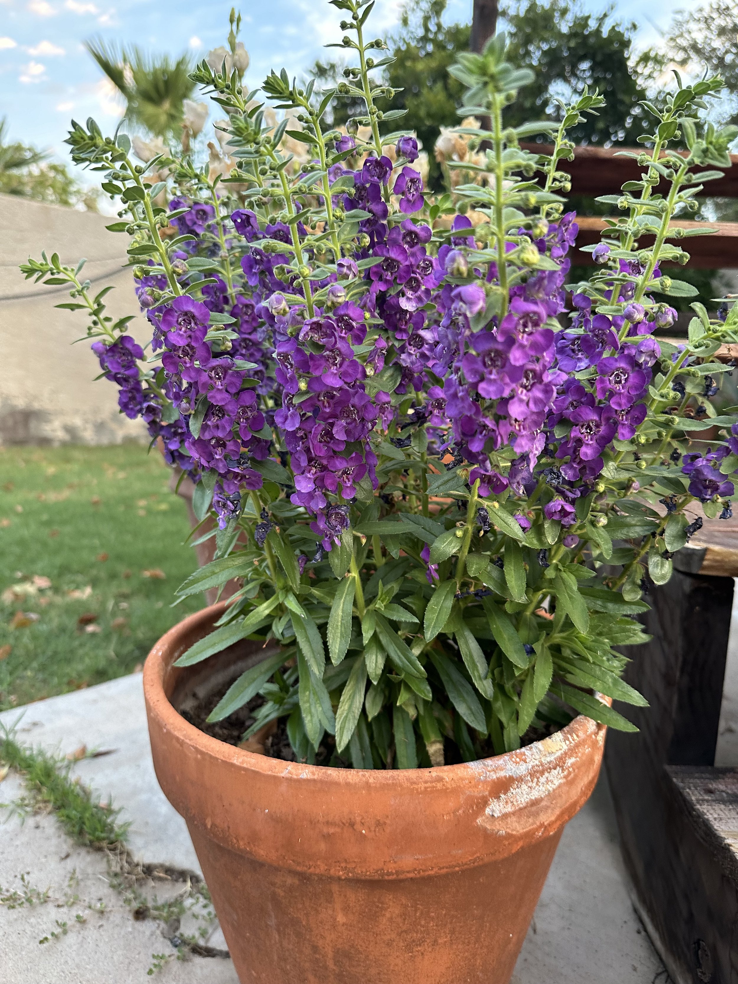 flores resistentes ao calor