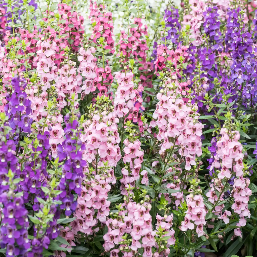 jardinagem de baixa manutenção