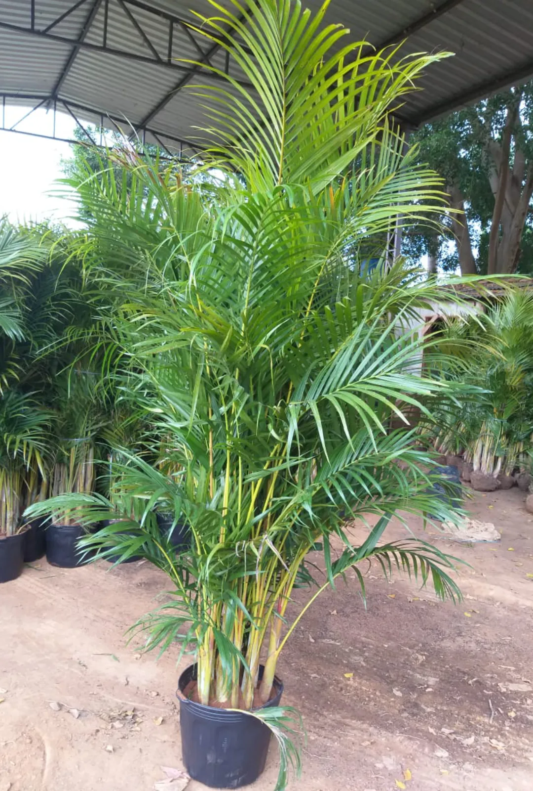 Dypsis lutescens