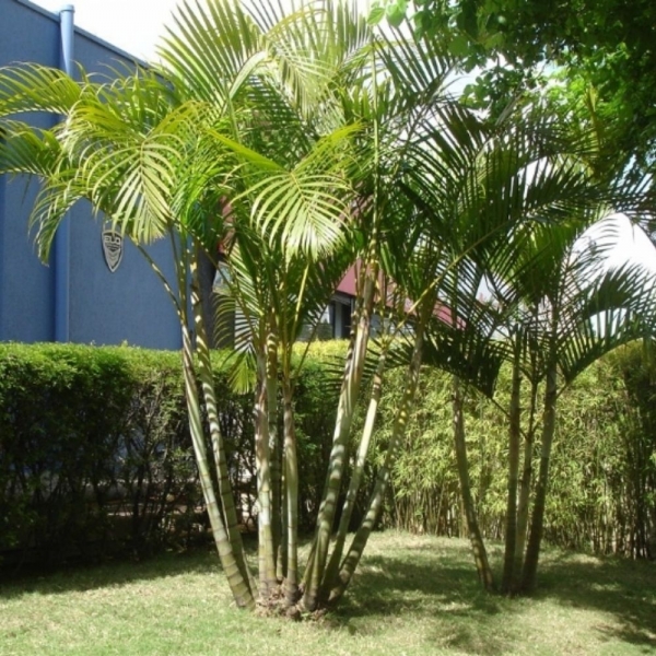 Palmeira bambu