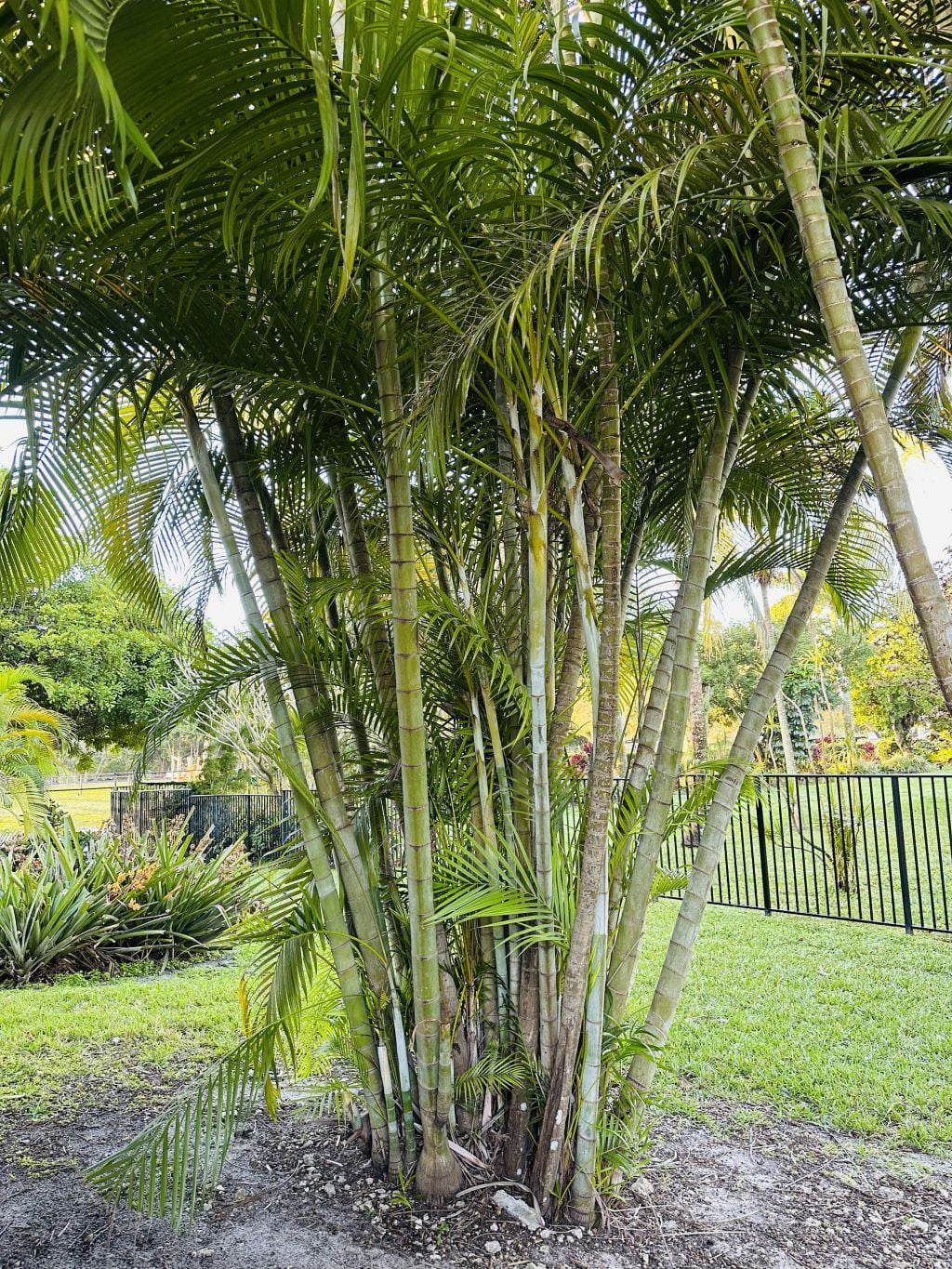 Planta purificadora de ar