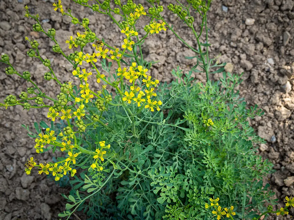 arruda planta medicinal