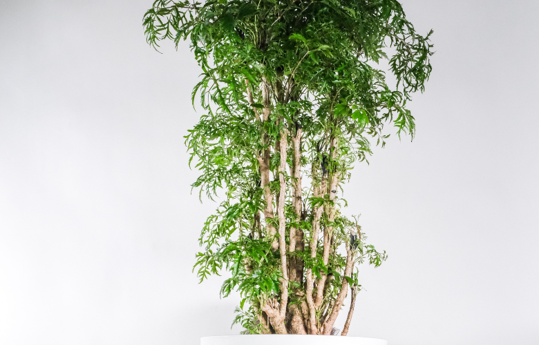 Polyscias fruticosa cuidados