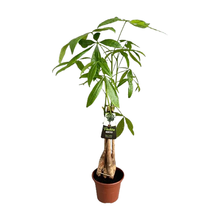 Pachira aquatica cultivo