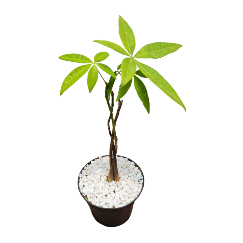 Feng Shui plantas