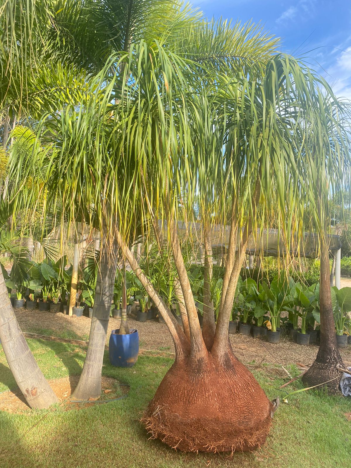 Beaucarnea recurvata cuidados
