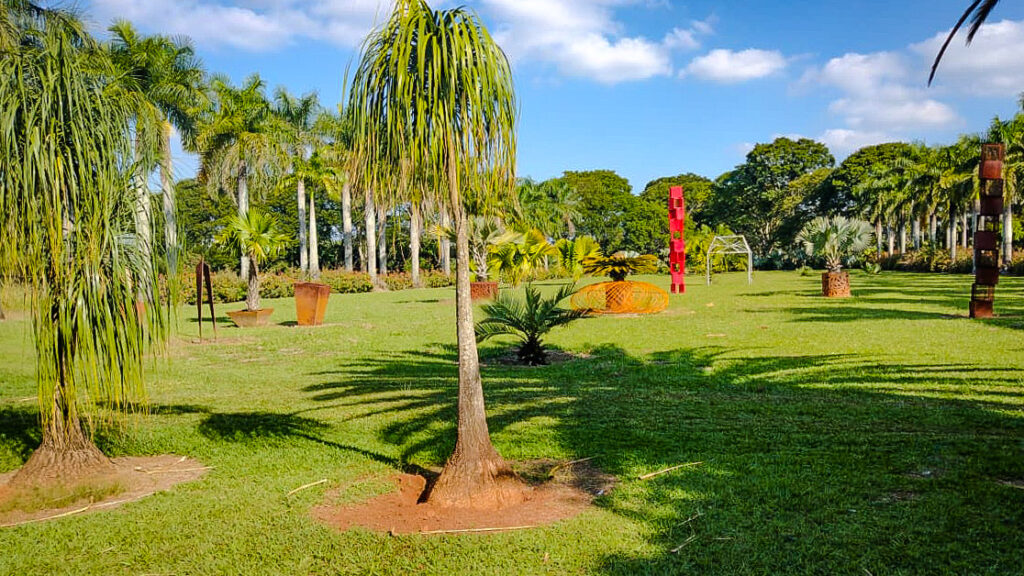 Nolina planta