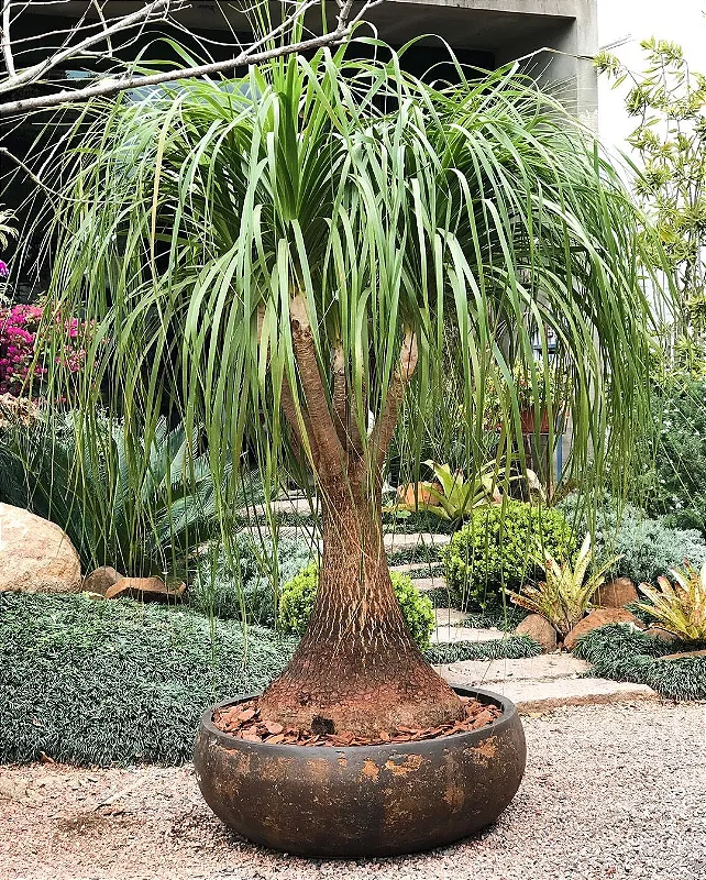 Palmeira rabo de cavalo cultivo
