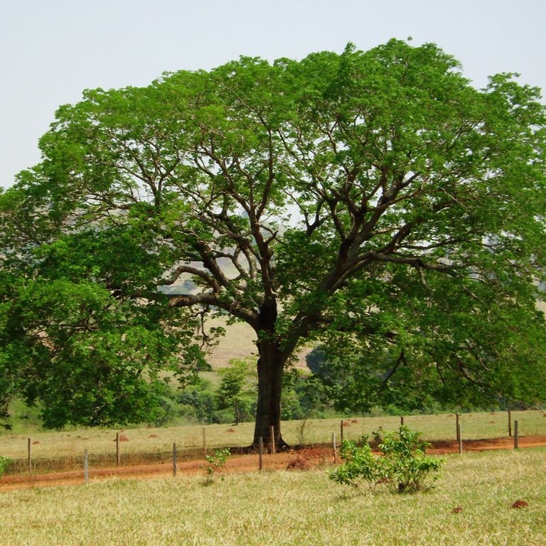 orelha de macaco
