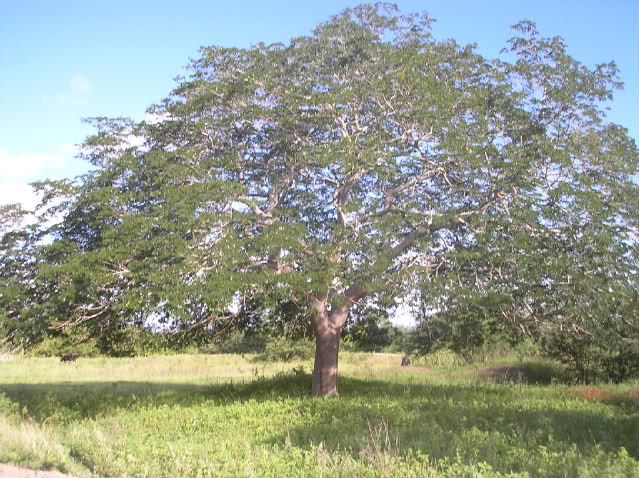 timbaúva