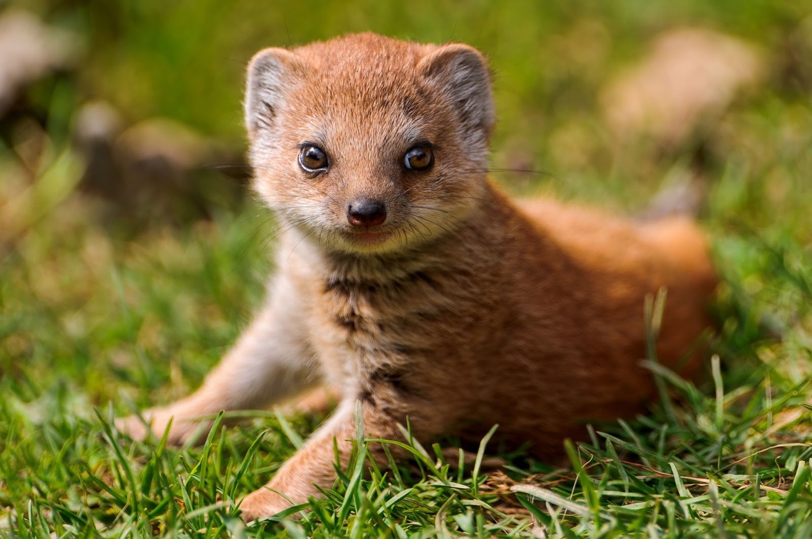 curiosidades animais com m