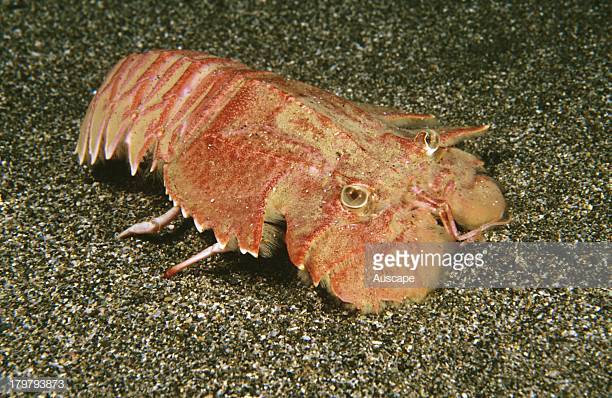 invertebrados com i