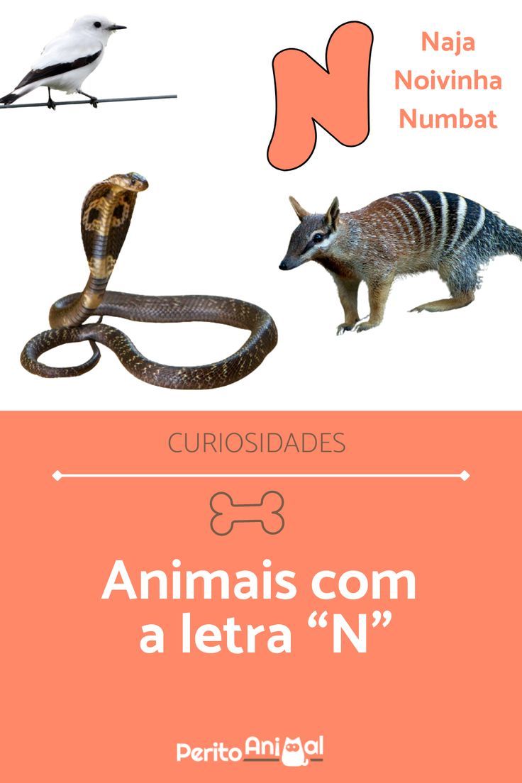 nomes de animais com i