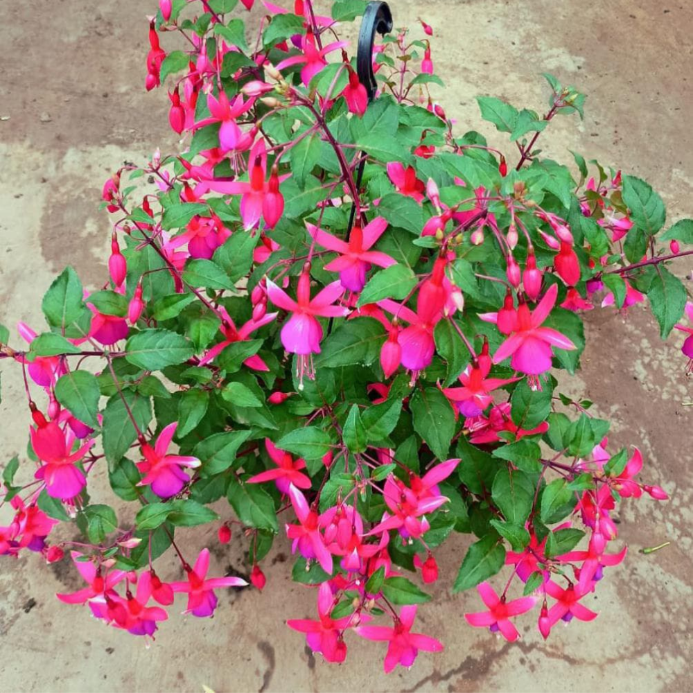 cuidados com brinco de princesa