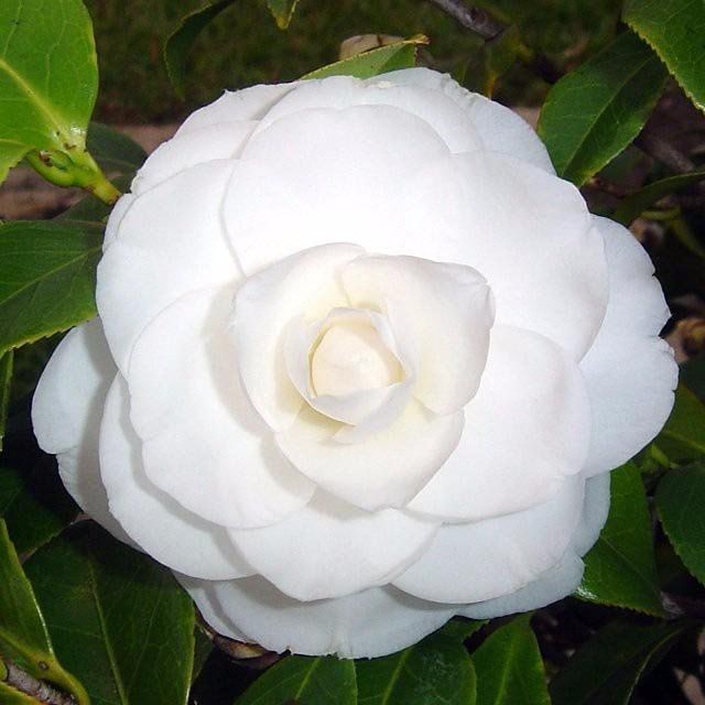 Camellia japonica branca