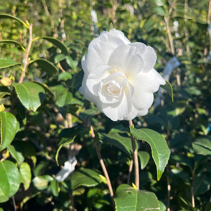 Flor da abolição