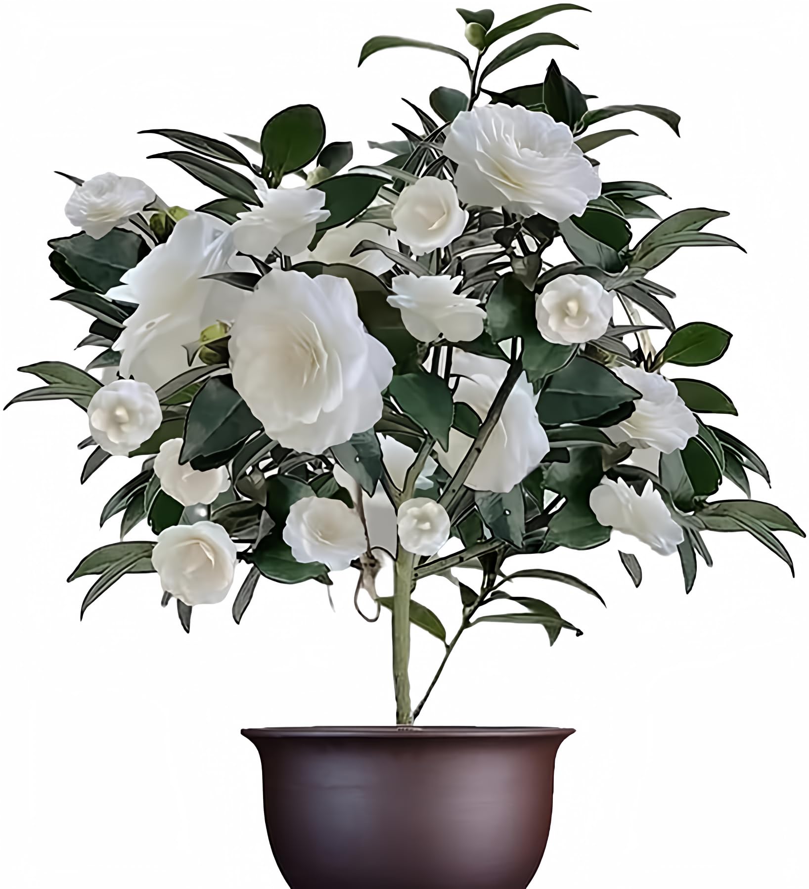 Camélia para jardim