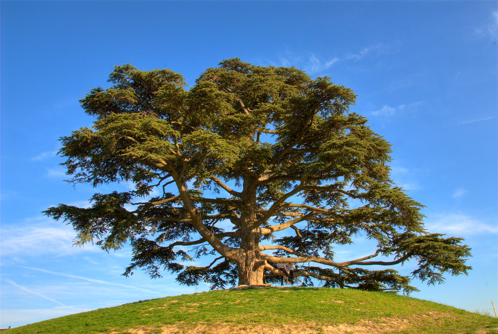Cedrus libani características