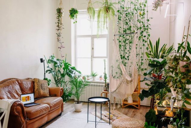 plantas coloridas para salas pequenas
