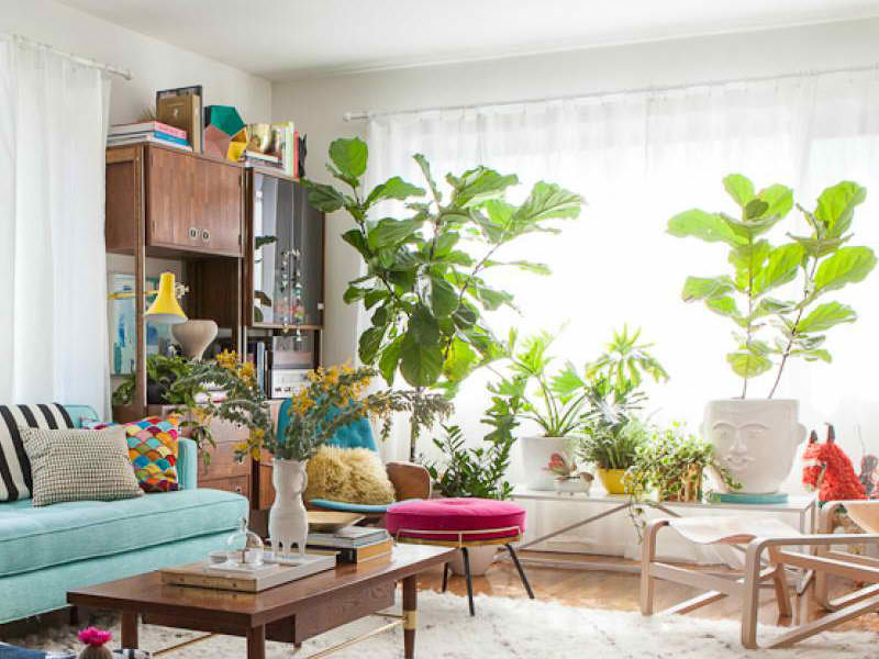 plantas coloridas para salas pequenas