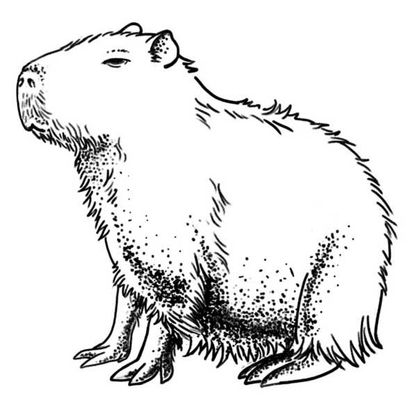 capivara realista para imprimir