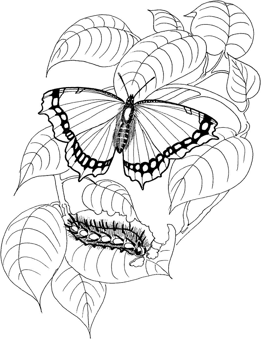 desenhos de insetos para colorir
