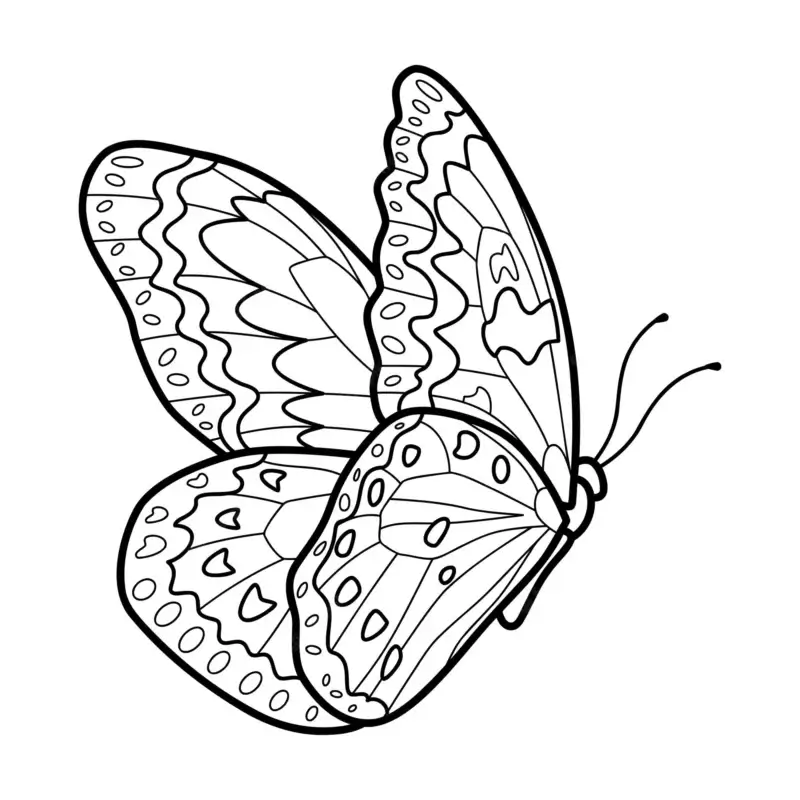 desenhos de borboletas grátis PDF