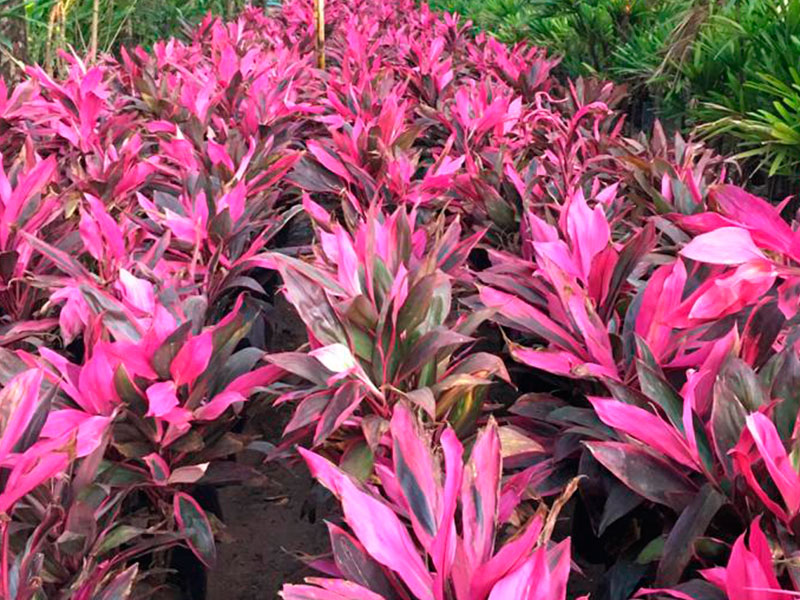 Cordyline terminalis