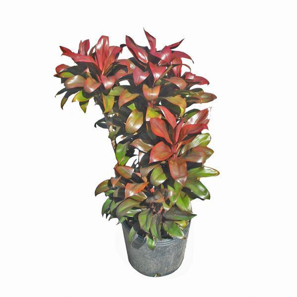 Dracaena marginata