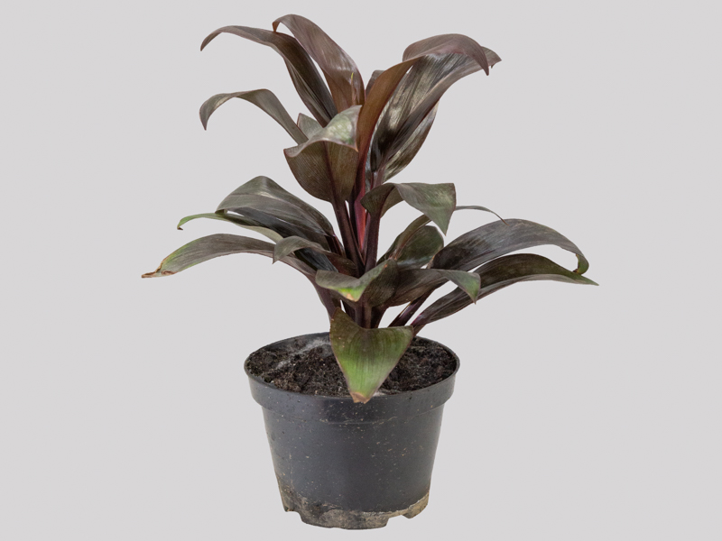 Dracena de Madagascar