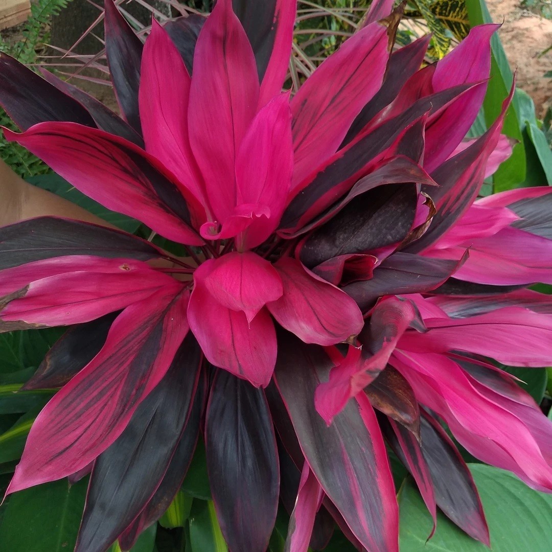 Cordyline terminalis